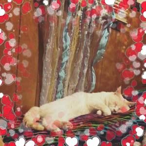 Meet your Posher, Heidi